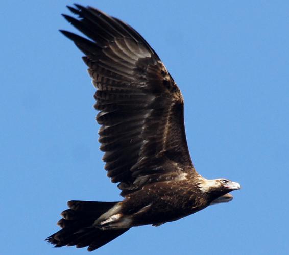Wedge Tailed Eagle (Aquila audax)
