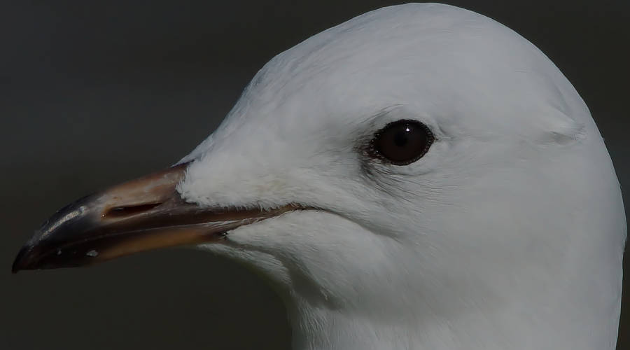 Silver Gull (Chroicocephalus novaehollandiae)