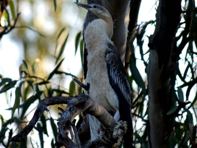 Australian Darter (Anhinga novaehollandiae ssp novaehollandiae)