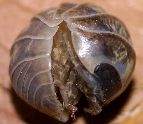 Pill Bug (Armadillidium vulgare)
