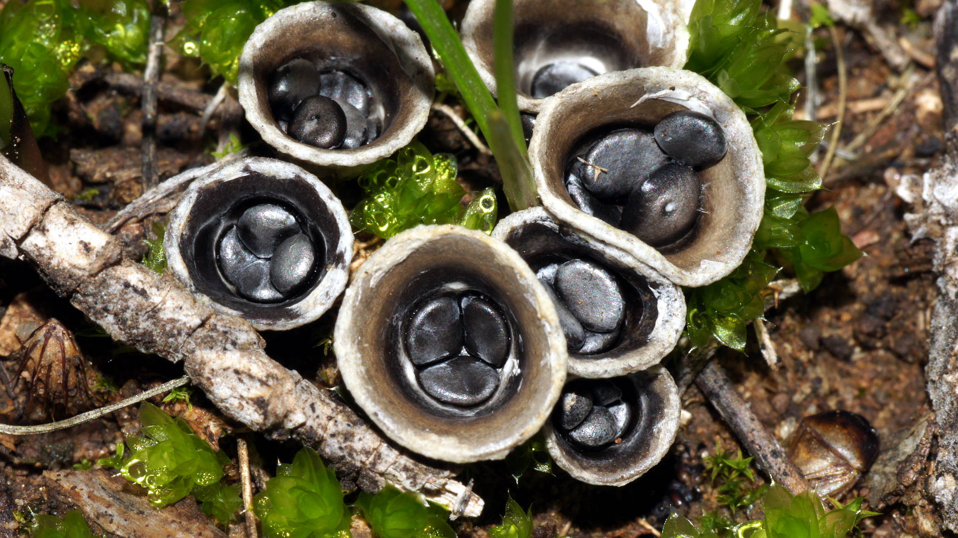 Bird's Nest Fungus (Cyathus stercoreus)