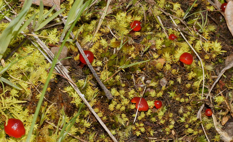 Red Mushroom (Hygrocybe miniata)