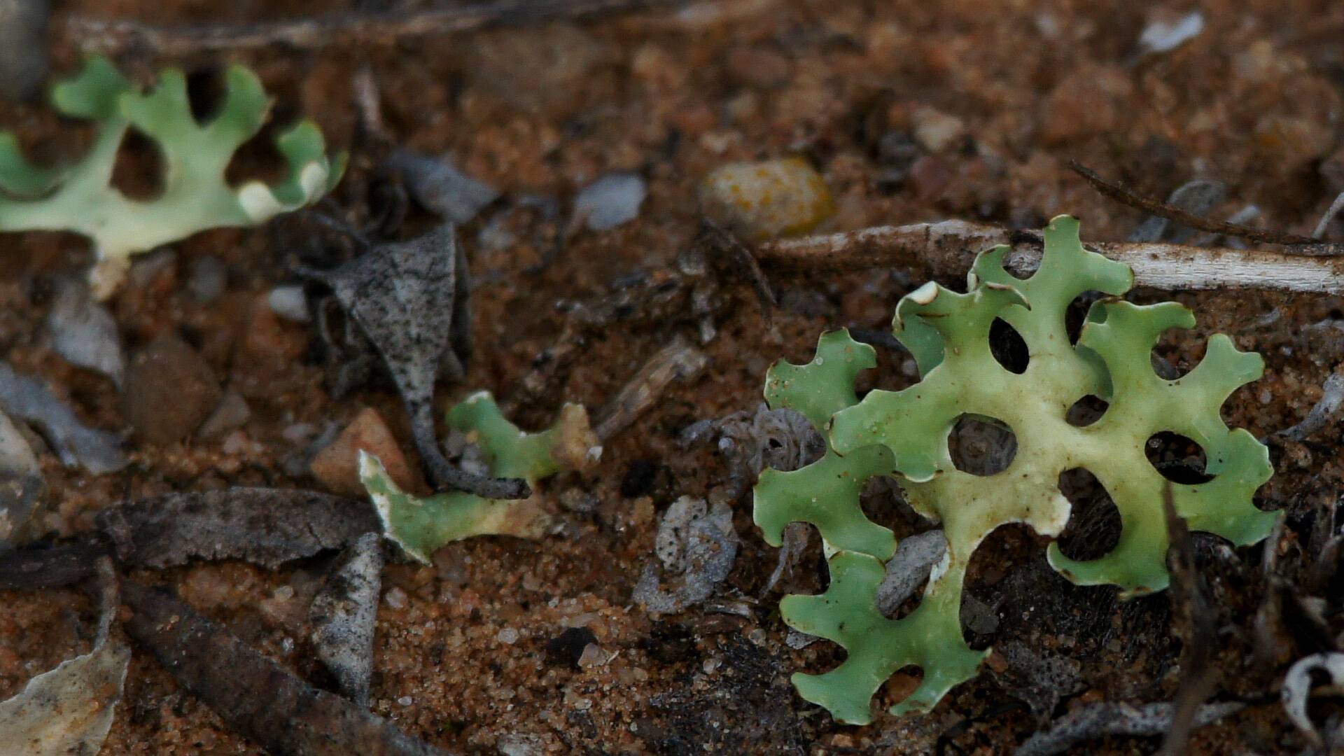 Resurrection Lichen (Xanthoparmelia semiviridis)