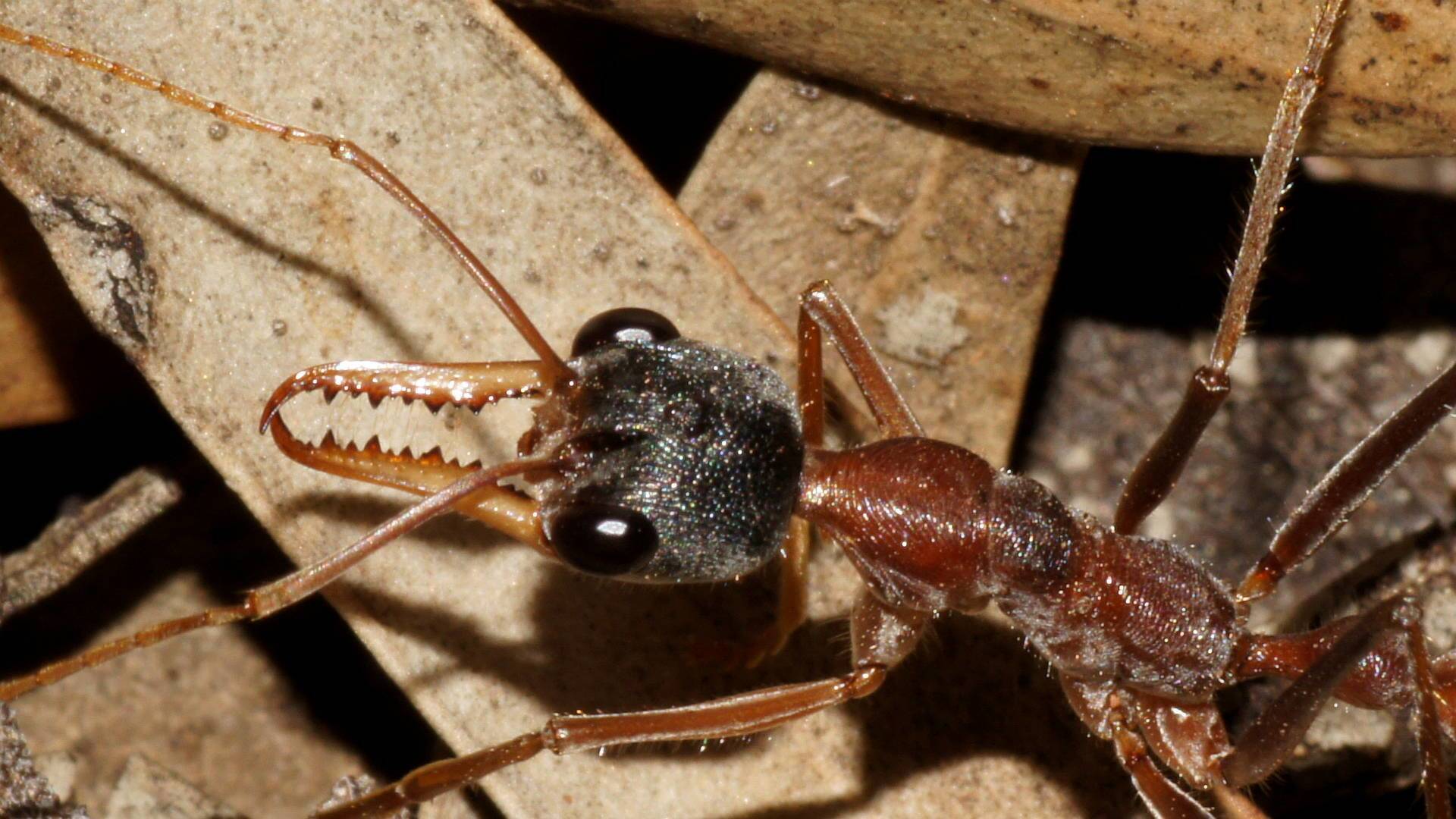 Black-headed Bull Ant (Myrmecia nigriceps)