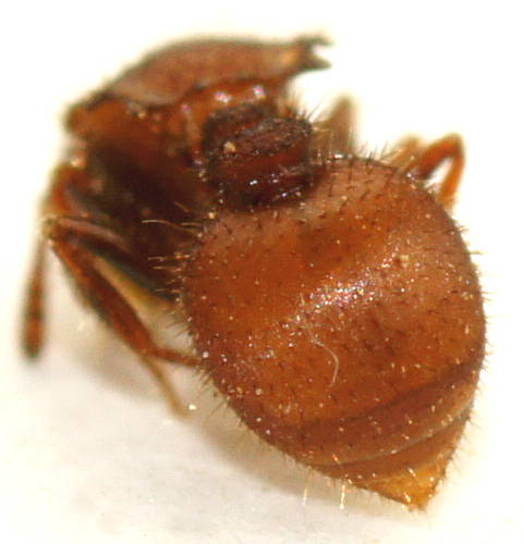 Spiny Cautious Ant (Meranoplus oceanicus)