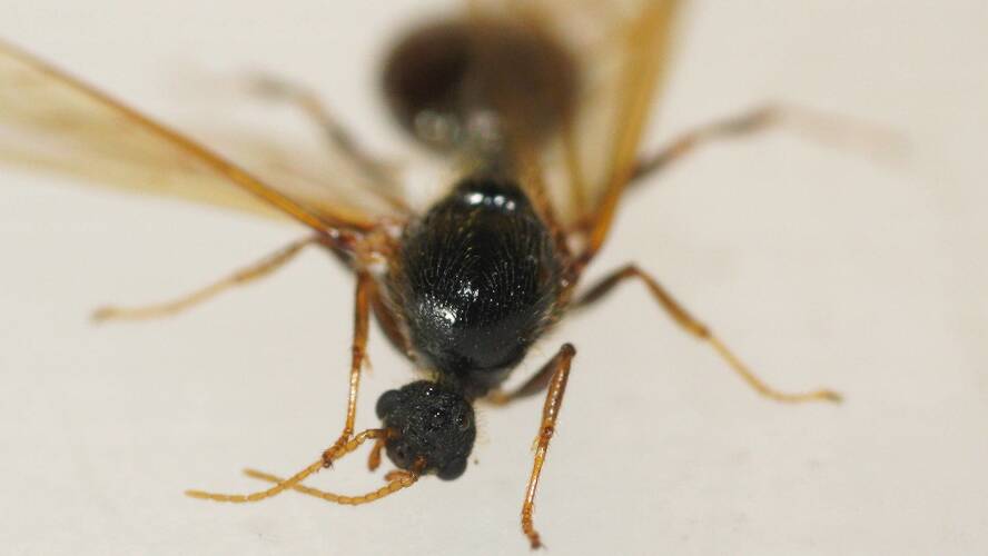Large Big-headed Ant (Pheidole antipodum)