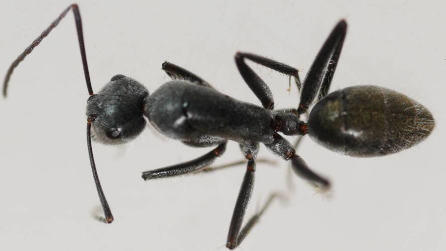 Golden Black Sugar Ant (Camponotus (Myrmophyma) sp)