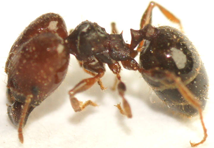 Red Big-headed Ant (Pheidole sp ES01)