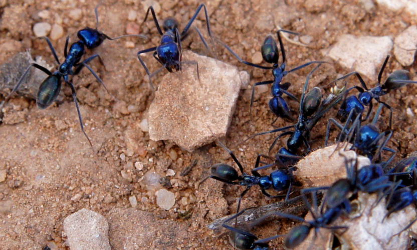 Blue Meat Ant (Iridomyrmex lividus)