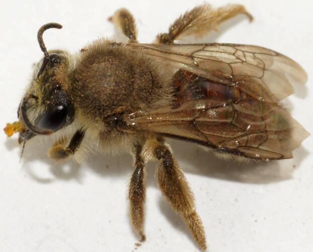 Red Furry Bee (Leioproctus sp ES02)