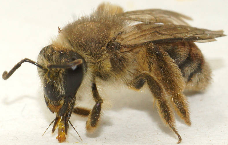 Red Furry Bee (Leioproctus sp ES02)
