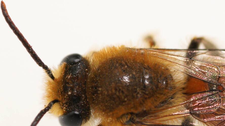 Golden Haired Bee (Leioproctus (Leioproctus) maculatus)