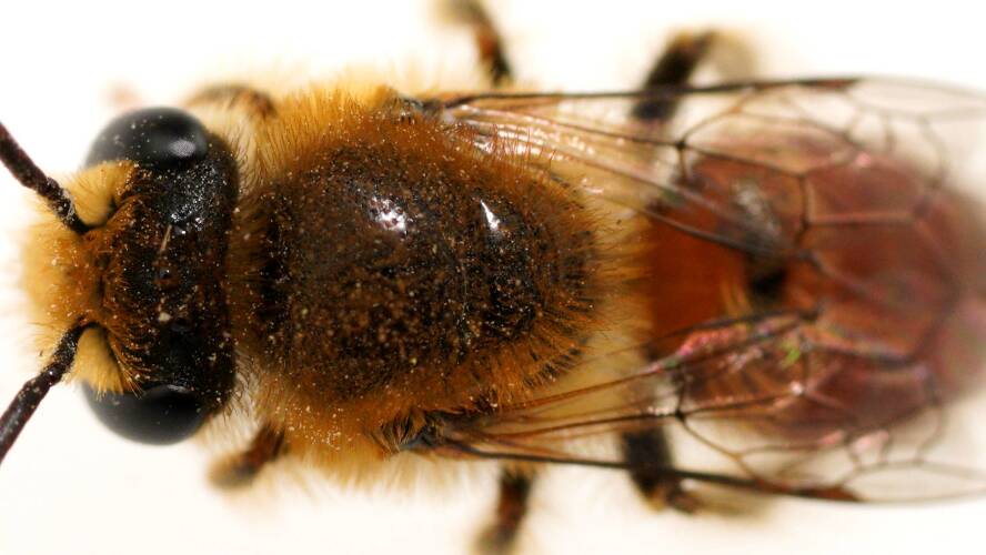 Golden Haired Bee (Leioproctus (Leioproctus) maculatus)