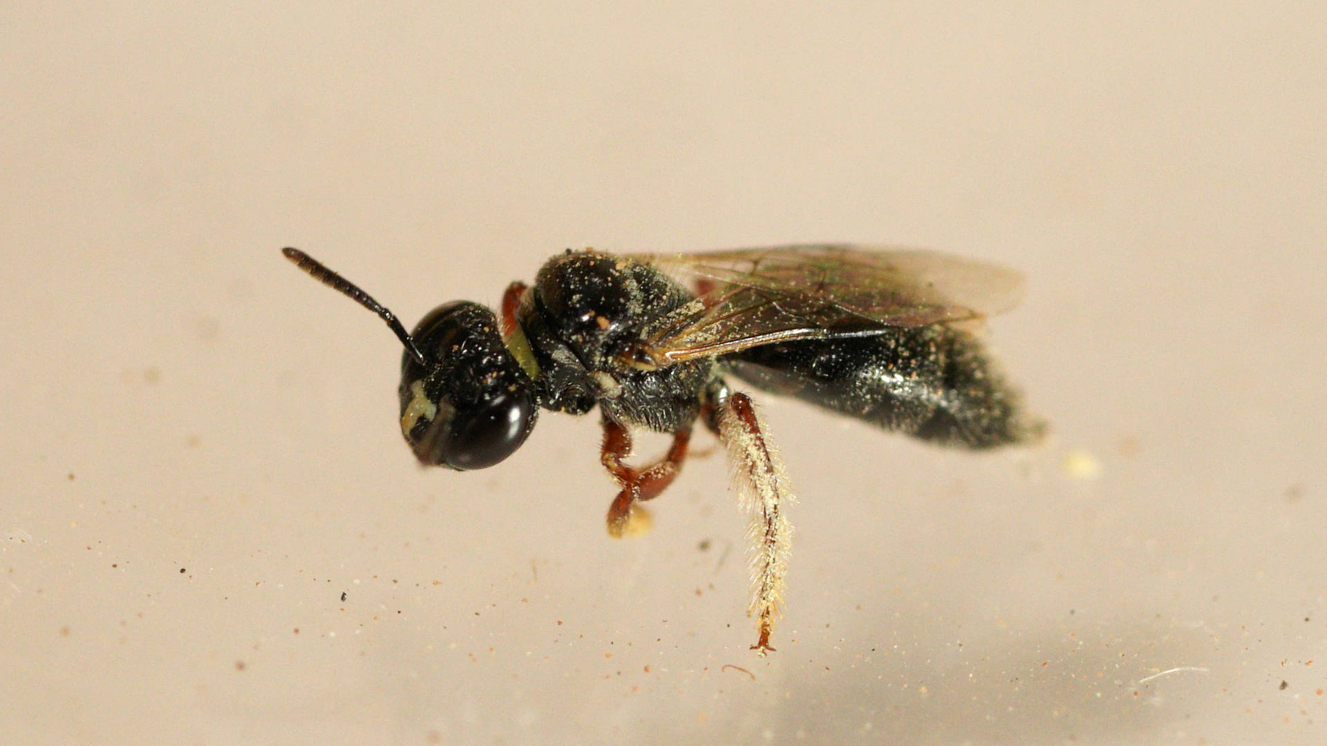 Eusocial Allodapine Bee (Exoneurella tridentata)