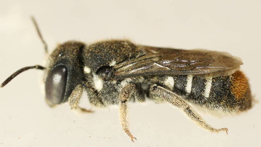 Tosticauda Resin Bee (Megachile (Hackeriapis) tosticauda)