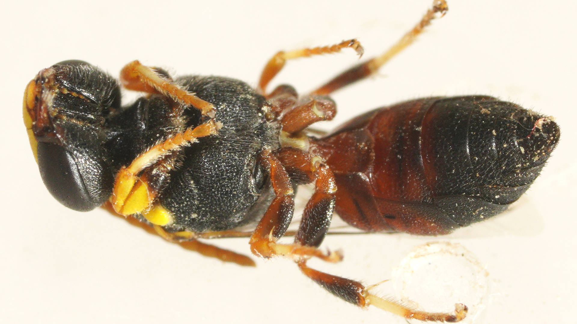 Dromedary Masked Bee (Hylaeus (Euprosopellus) dromedarius)