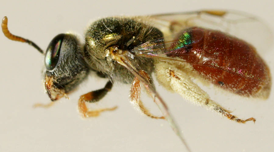 Endowed Plumed-vented Bee (Homalictus (Homalictus) dotatus)