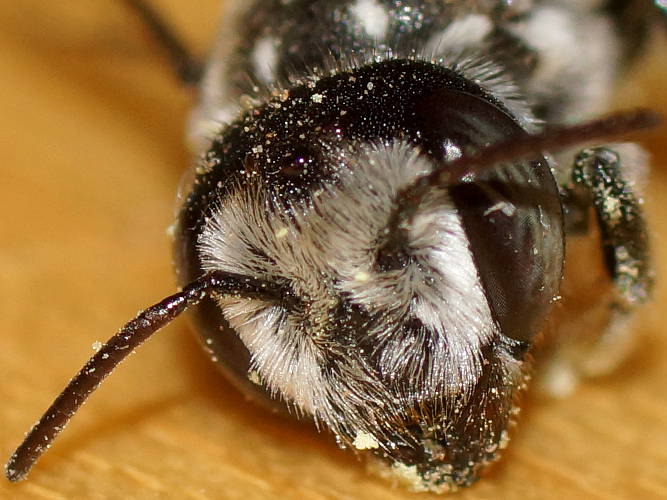 Black Resin Bee (Megachile atrella)