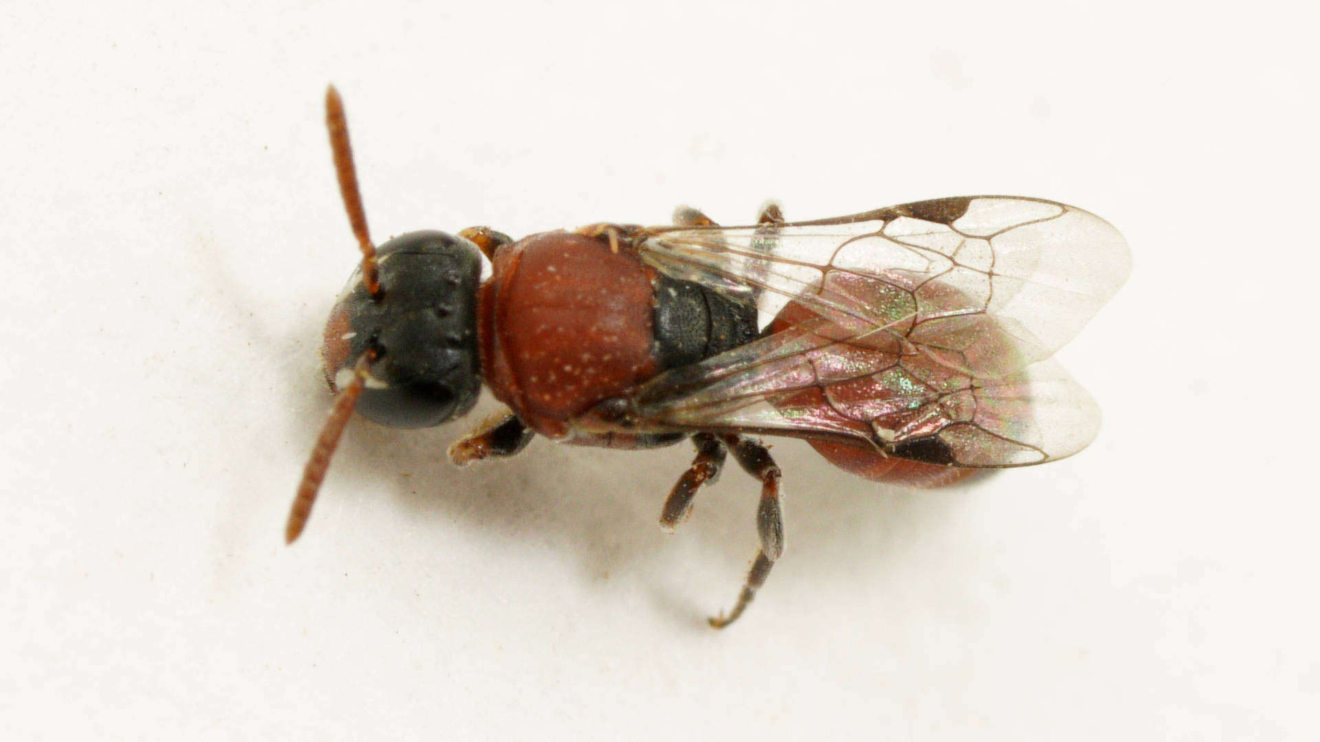 Proximate Masked Bee (Hylaeus proximus)