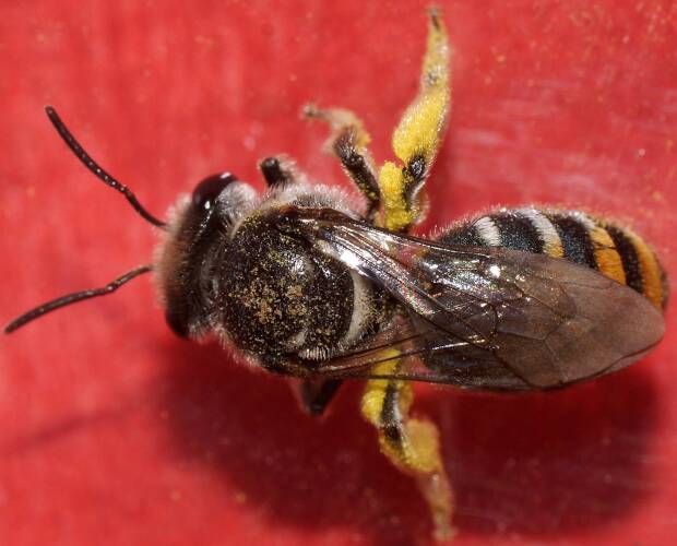Gold Nomia Bee (Lipotriches (Austronomia) australica)
