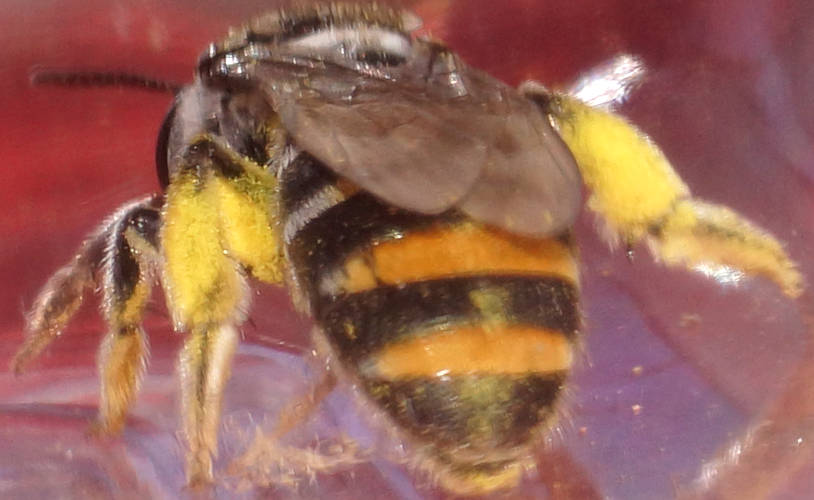 Gold Nomia Bee (Lipotriches (Austronomia) australica)