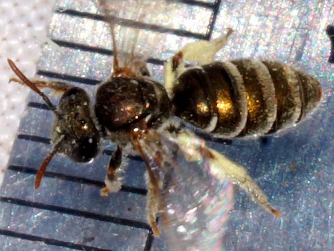 Metallic Green Nomia Bee (Lipotriches flavoviridis)