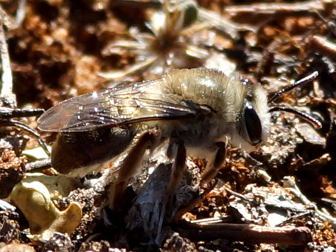 Copper Metallic Bee (Leioproctus (Leioproctus) clarki)