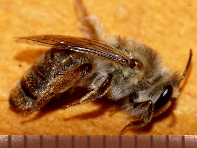 Copper Metallic Bee (Leioproctus (Leioproctus) clarki)