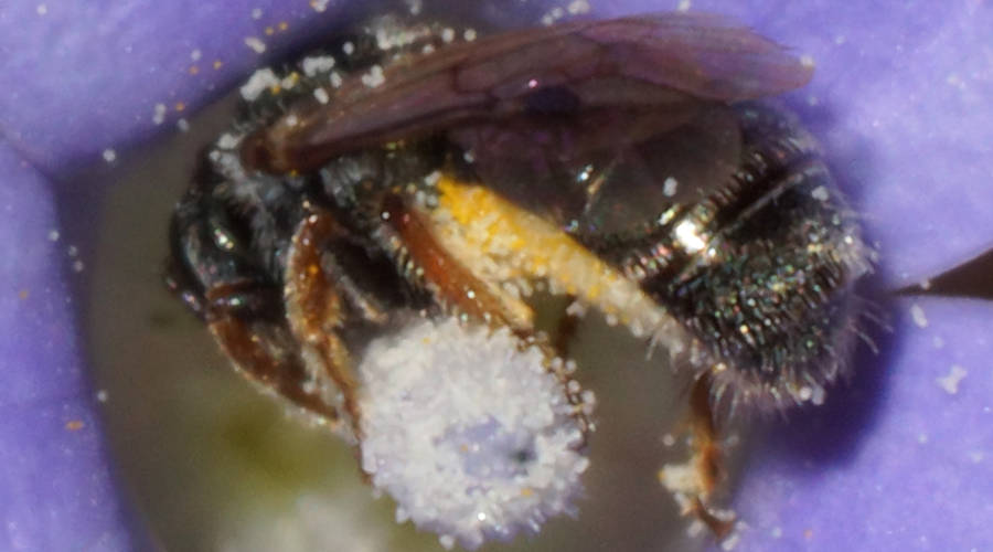 Wahlenbergia Bee (Homalictus (Homalictus) urbanus)