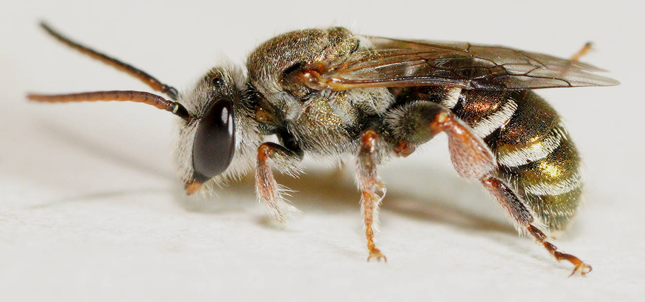 Metallic Green Nomia Bee (Lipotriches flavoviridis)