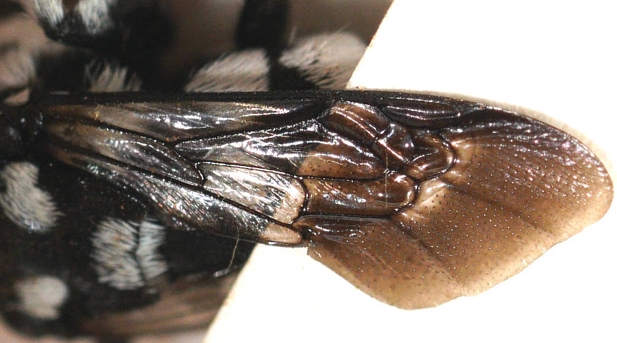 Waroon Cuckoo Bee (Thyreus waroonensis)