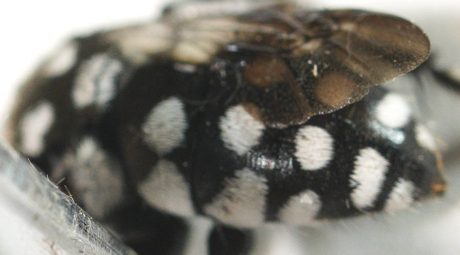 Waroon Cuckoo Bee (Thyreus waroonensis)