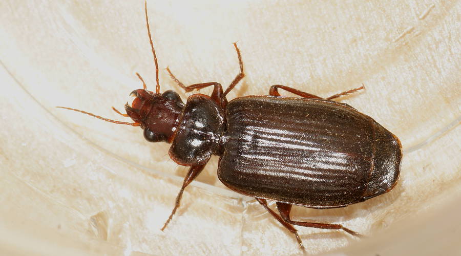 Brown Ground Beetle (Trigonothops cf sp ES02)