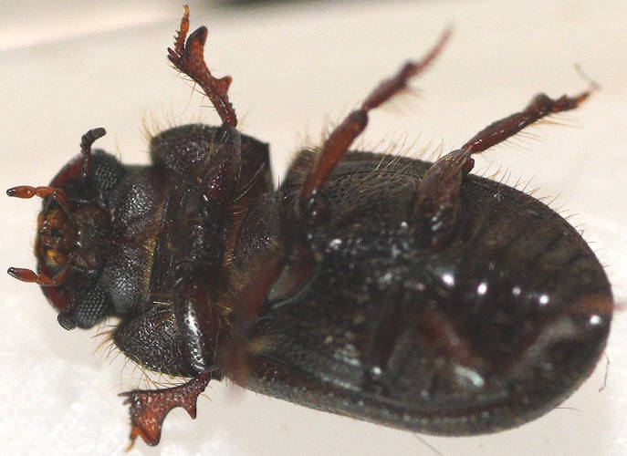 Little Sardinian Beetle (Cheirodes sardous)