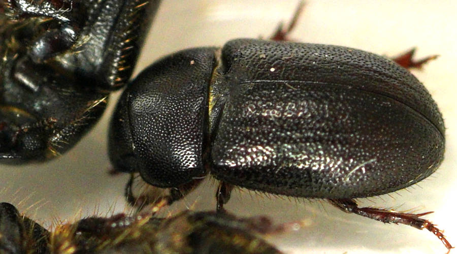 Little Sardinian Beetle (Cheirodes sardous)