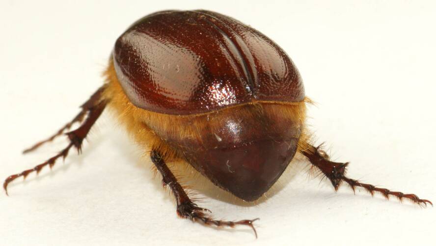 Red Chafer (Melolonthinae sp ES07)