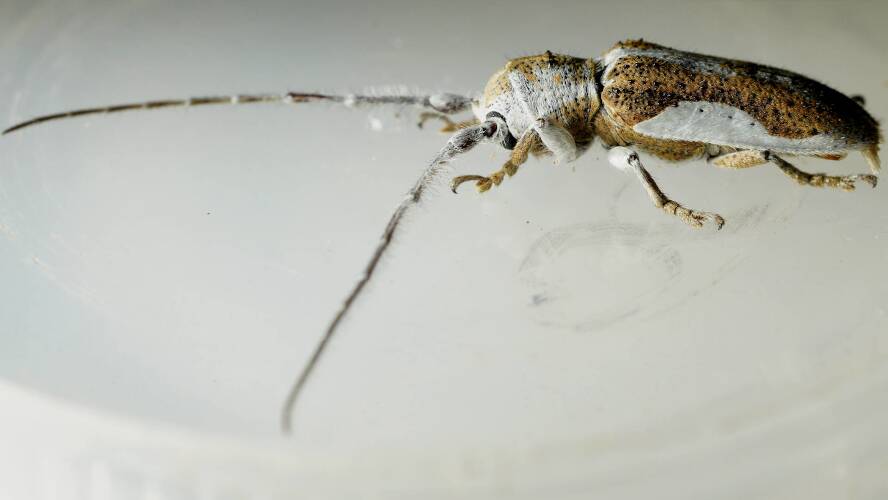 Silver-side Longhorn Beetle (Rhytiphora lateralis)