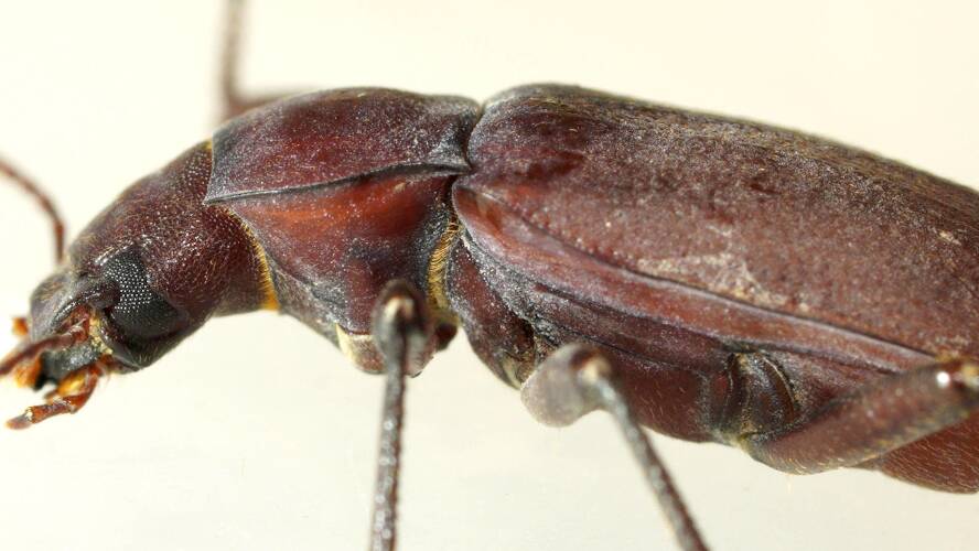 Sharp-antennae Darkling Beetle (Brises acuticornis)