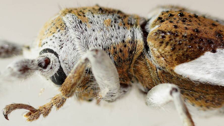 Silver-side Longhorn Beetle (Rhytiphora lateralis)