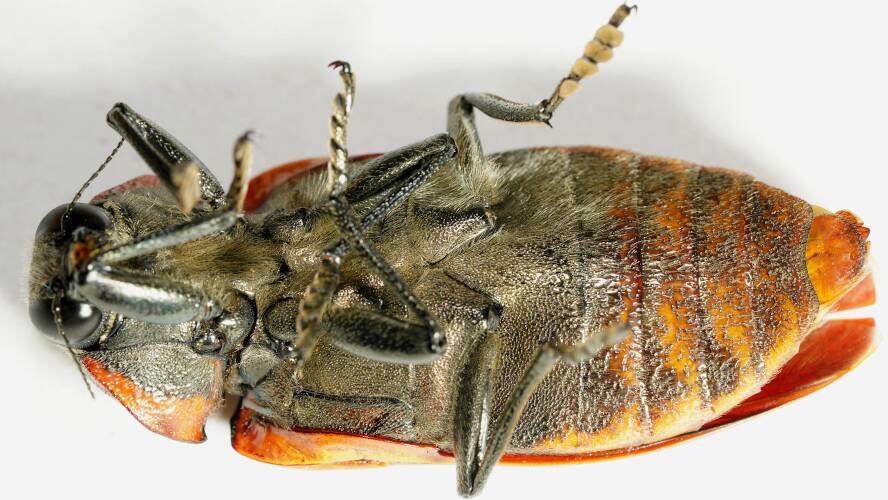 Giant Jewel Beetle (Temognatha heros)