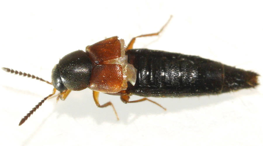 Red-winged Rove Beetle (Aleochara (Xenochara) rutilipennis)