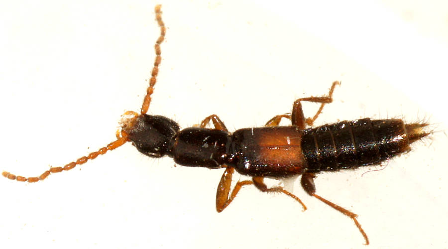 Small Rove Beetle (Lathrobiina sp)