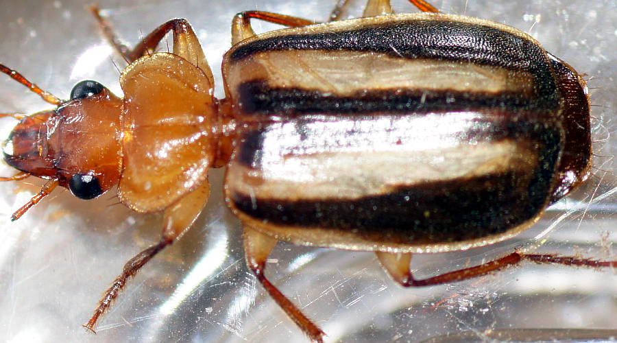 Striped Ground Beetle (Trigonothops cf sp ES01)