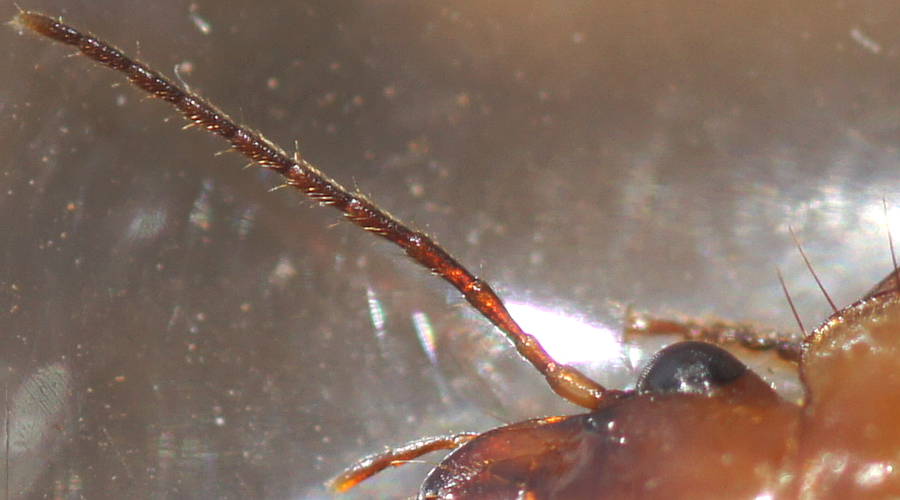 Striped Ground Beetle (Trigonothops cf sp ES01)