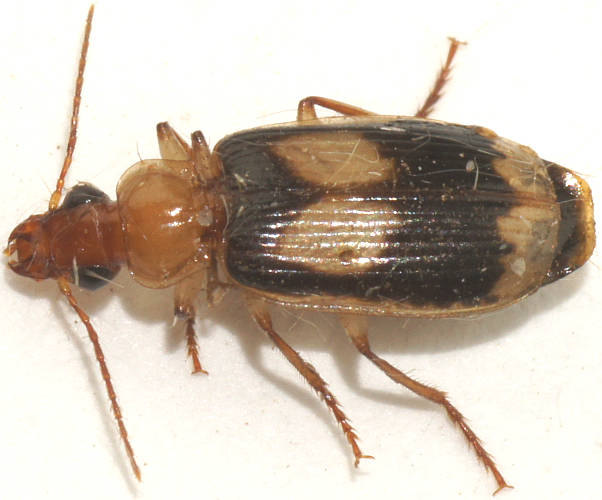 Patched Ground Beetle (Trigonothops sp ES04)