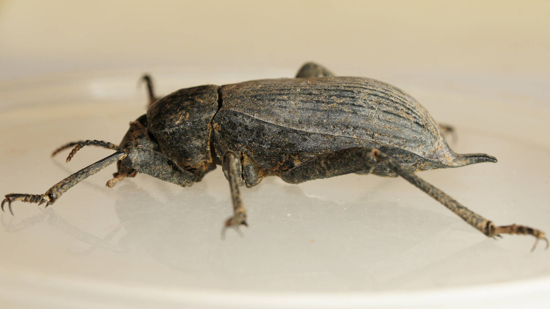Egyptian Beetle (Blaps polychresta)