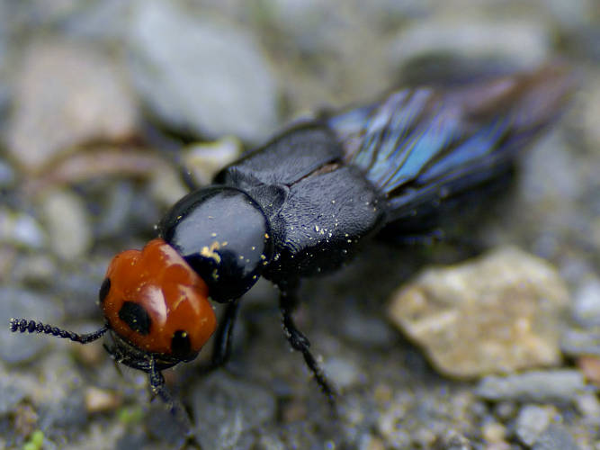 Torn Rove Beetle (Creophilus lanio)