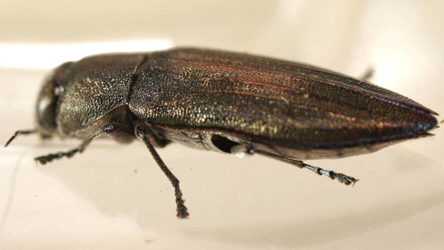 Metallic Jewel Beetle (Melobasis soror ssp soror)