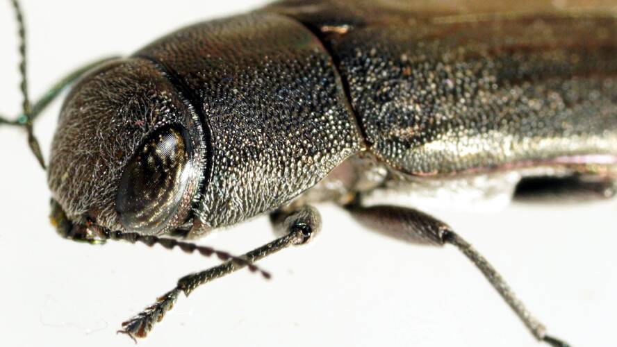 Metallic Jewel Beetle (Melobasis soror ssp soror)