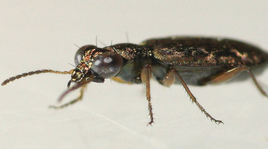 Google-eyed Ground Beetle (Scopodes sp)